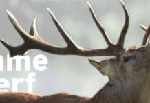 Le BRAME du CERF brame du cerf