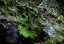 Le Cercle Sauvage de Anne Sibran le cercle sauvage