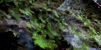 Le Cercle Sauvage de Anne Sibran le cercle sauvage