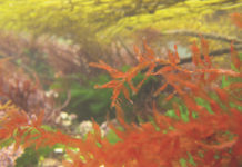 Algae Imaginarium à Jussieu