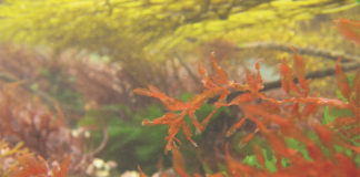 Algae Imaginarium à Jussieu