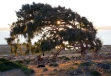 La Bienveillance de l’Arbre arbre remarquable Makronissos