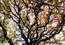 Protégé : RENCONTRE AVEC DES ARBRES BAVARDS rencontre avec des arbres bavards