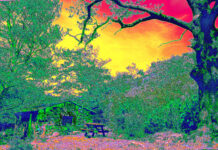 A la rencontre des Arbres Bavards Mama San